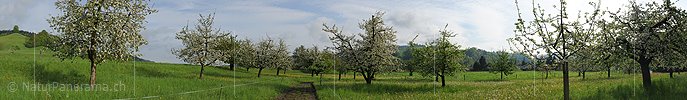 P006122: Panoramabild Obstgarten
