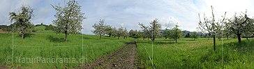 P006123: Gigapixelpanorama Obstgarten
