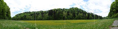 P006133: Great panorama spring scenery with wood and flower meadow