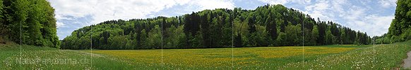 P006134: Panorama of spring scenery with wood and flower meadow
