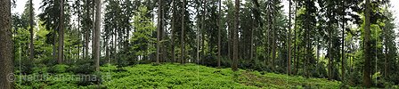 P006141: Panorama of mixed forest