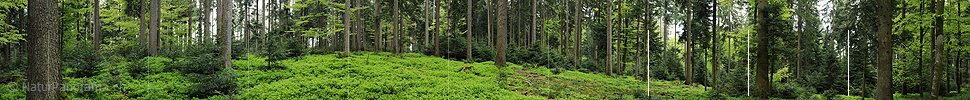 P006143: Big panorama of mixed forest