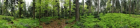 P006144: Gigapixel panorama of mixed forest