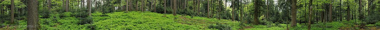 P006147: Panorama forest landscape in spring
