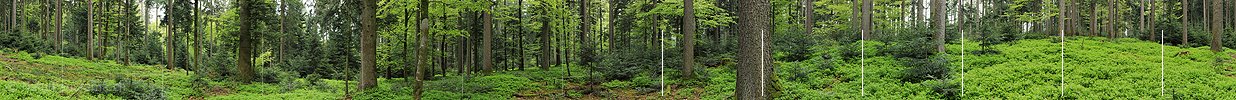P006148: Panorama mixed forest in spring
