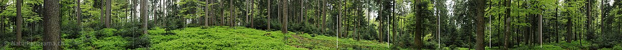 P006149: Panoramic forest in spring