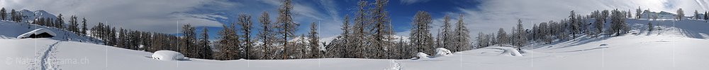 P007226a: Panoramabild Frisch verschneiter Lärchenwald