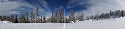 P007226c: Panoramafoto Frisch verschneiter Lärchenwald