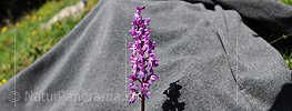 P007589: Panoramabild Knabenkraut (Orchidee)