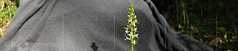 P007596: Panoramabild Weisses Breitkölbchen (Orchidee)
