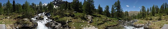 P007646: Panoramabild Sprudelnder Bergbach in lichtem Lärchenwald