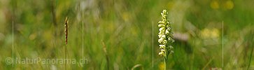 P007785: Panoramabild Weisszunge (Orchidee)
