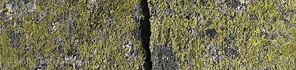 P008082: Panoramabild Landkartenflechten auf Felsplatte (Granit) mit Riss