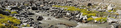 P008310: Panorama Yellow Saxifrage pads on the creek