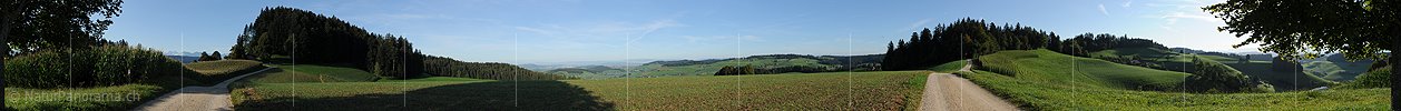 P008436: 360° Panoramabild Maisfeld und Fahrweg in Hügellandschaft