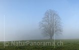 P008791: Panoramabild Mächtiger Baum im Morgennebel