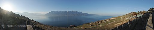 P009283: Panoramabild Rebberge am Genfersee
