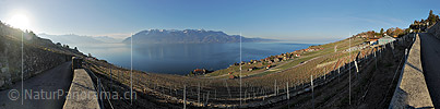 P009284c: Panoramafoto Morgen über den Rebberg der Lavaux (Genfersee)
