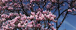 P009297: Panoramabild Blühende Magnolien