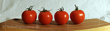 P009351: Panoramabild Tomaten (Gemüse)