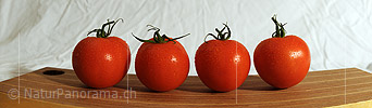 P009352: Panorama Tomaten (Gemüse)