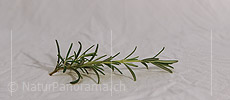 P009365: Panoramabild Rosmarin (Gewürz)