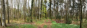 P009373: Panorama Spring forest