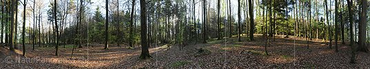 P009471: 360° High-resolution panorama view morning in spring forest