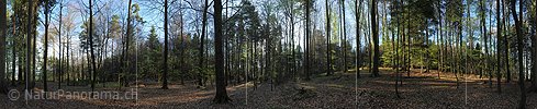 P009472: 360° Gigapixel Panoramic morning in spring forest