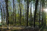 P009478: Large picture Spring Forest