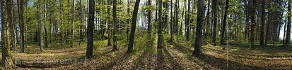P009482: Panoramic image Spring Forest with fresh beech leaves