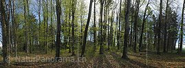 P009483: Panorama Spring Forest with fresh beech leaves