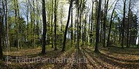 P009484: High-resolution photo Spring Forest with fresh beech leaves