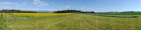 P009487: Panoramabild Blühendes Rapsfeld und Kulturland