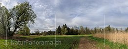 P009523: Panoramabild Auenlandschaft