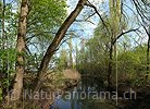 P009526: Grossbild einer Auenlandschaft