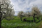 P009528: Hochaufgelöstes Foto Blühende Apfelbäume in Obestgarten