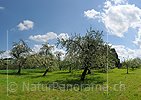 P009612: Panoramabild Blühende Apfelbäume