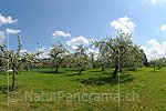 P009613: Panoramabild Blühende Apfelbäume