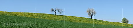P009635: Panoramaic image Blossoming cherry trees in flowering dandelion meadow