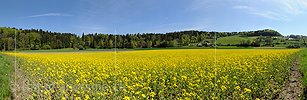 P009652: Panorama Blühendes Rapsfeld