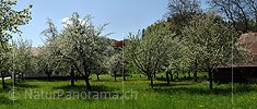 P009656a: Panoramabild Blühende Bäume in Obstgarten