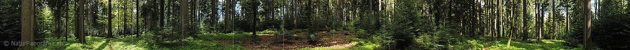 P009674: 360° Panoramic image Forest
