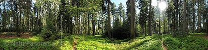 P009675: 360° gigapixel panorama mixed forest