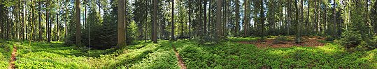 P009675a: 360° Panorama Mixed forest in spring