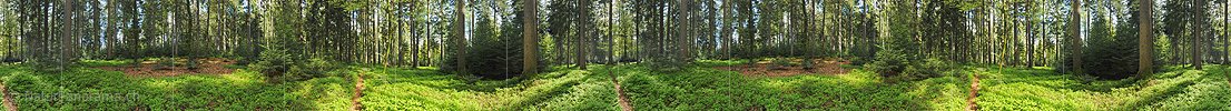 P009675b: 360° Panorama Mixed forest in spring