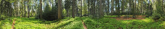 P009675c: 360° Panoramic image Mixed forest in spring