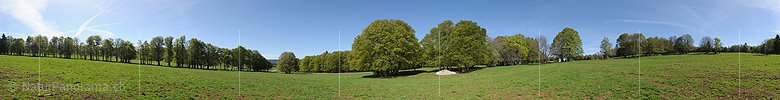 P009781: Panoramabild Buchen mit frischem Laub auf Juraweide