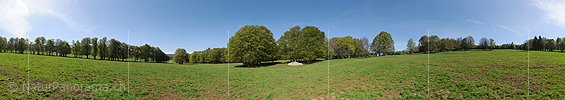 P009784: 360° Panoramafoto Buchen auf Juraweide