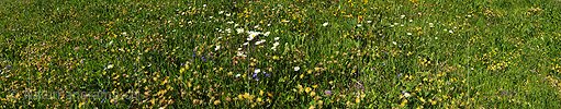 P009931: Panoramic image Blooming mountain meadow
